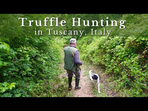 Truffle Hunting in Tuscany