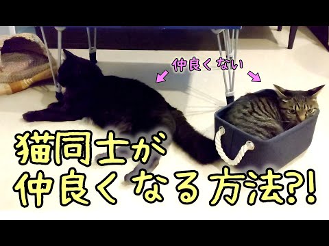 二匹の猫を仲良くさせる方法