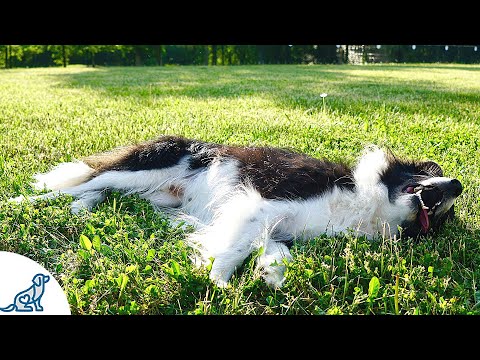 The 5 Signs Of Heatstroke In Dogs That Dog Owners MUST Know