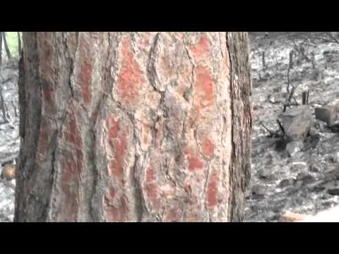 اشتباكات بين مقاتلي  لواء جبال التركمان وقوات النظام داخل غابات جبل التركمان في ريف اللاذقية