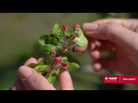 Najznačajnije BOLESTI jabuke u Fenofazi roze pupoljaka | Zaštita jabuke