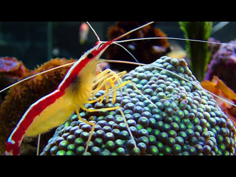 Krevetka čistič (Lysmata amboinensis) — akvárium, kŕmenie a správanie