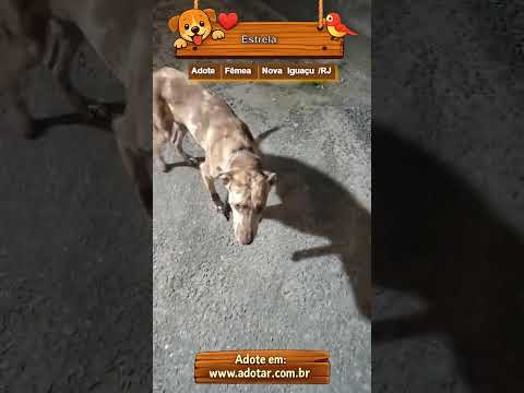 Vídeo de Estrela