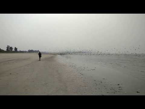 Seagulls congragation, Nature Beach, Ankola  - 1