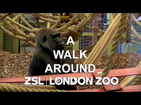 A walk around London Zoo #london
