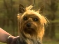 silky Terrier