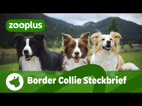 Border Collie Steckbrief: Farben, Größe, Alter & Beschäftigung