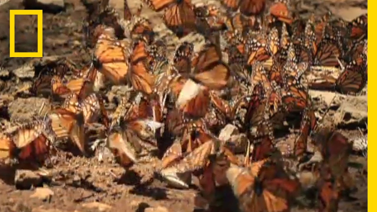 Great Migrations Game | National Geographic