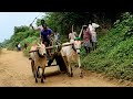 Trail Bandi And Race Opening Ceremony At Mudivarthi Ox Race