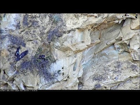 Huttons Bowl~Dad came and fed the chick~16:54 2018/09/11