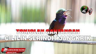 Download lagu KONIN FULL ISIAN CILILIN SERINDIT VARIASI JANGKRIK MEWAH SIMPEL UNTUK MASTERAN TONJOLAN mp3