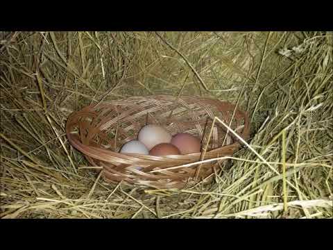 Maringotka pro hosty na Ranči Bělečko