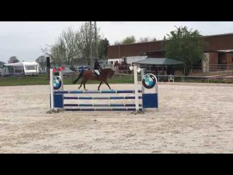 5 jähriger br. Wall v. Stanley Öpfingen Ostermontag 2017