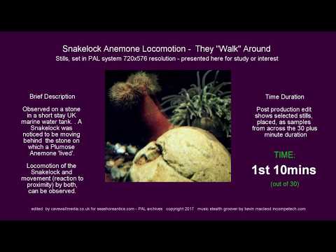 Snakelock Anemone "walks" up rock, has a fight, then falls off.