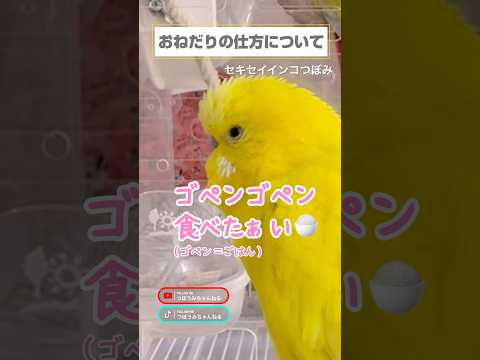 トリコロールインコについて詳しく解説