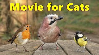 Videos for Cats / Cat TV ~ Paul Dinning Birds for Cats to Watch Spectacular ⭐ 8 HOURS ⭐