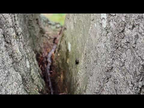 Large Carpenter Ant Nest Found in Tree in Lanoka Harbor, NJ