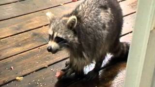 preview picture of video 'Feeding wild raccoon hot dogs pet cat watches'