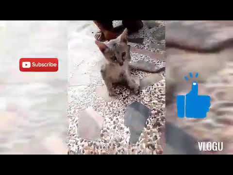 First cat in our , Cute Cat 💖/ Sirisha and Swrikriti video 🌺🐈🐱