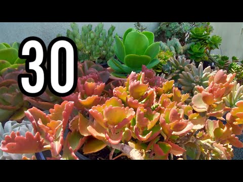 30 easy-to-grow succulents | Simone Felic