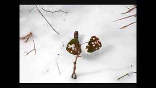 SIXPENCE NONE THE RICHER -- THE GROUND YOU SHOOK -- WILLIAM LOCKMILLER PHOTOGRAPHY