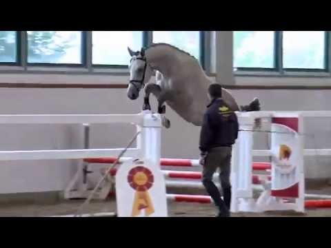 Cosmopolitan P v. Cellestial x Champion du Lys x Pilot