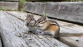 Chipmunks eating sunflower seeds