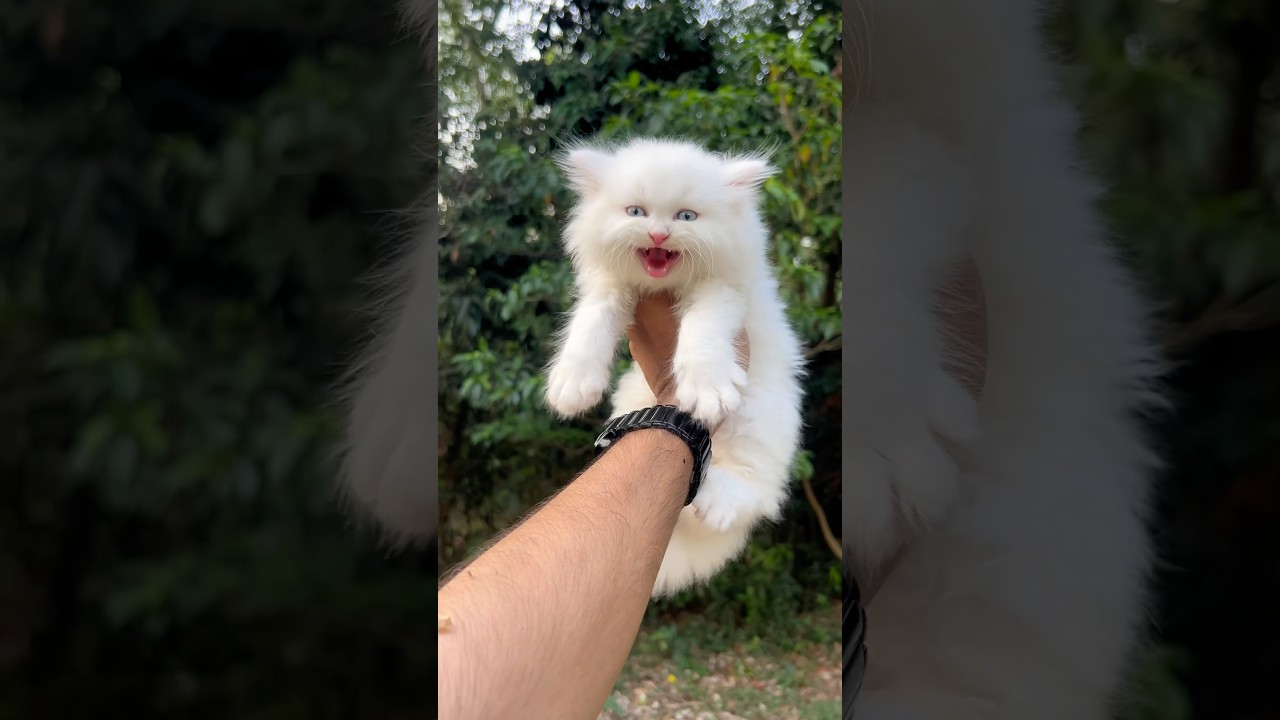 Kitten meowing 🥰| Cat sound | Cat voice | Persian cat | cat | Cats for life | Cats video | baby cat