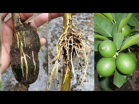 How to grow lemon tree from cuttings  | lime tree propagation | Best Way to grow lemon tree