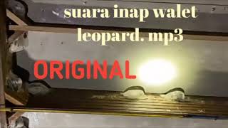 Download lagu Suara walet inap leopard original. Mp3 mp3 Download lagu Suara walet inap leopard original. Mp3 mp3