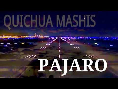 PAJARO【San Juanito】Quichua Mashis