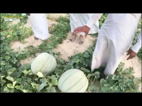 اكبر بطيخة في السعودية!! - مزارع البطيخ الحساوي | سناب الاحساء