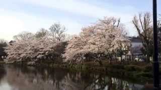 preview picture of video '散歩が楽しい、朝のじゅんさい池公園 ただいま桜が満開 Cherry blossoms in Junsai Park'