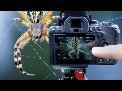 Makrofotografie mit OM 1 🐞 Diese Funktion macht Spaß!