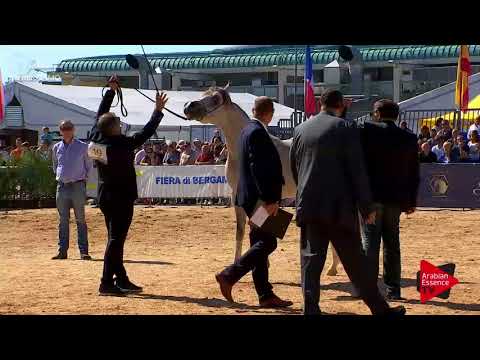 N.49 SHAMAN AL MAR - Bergamo 2017 - 3 Years Old Colts (Class 6)