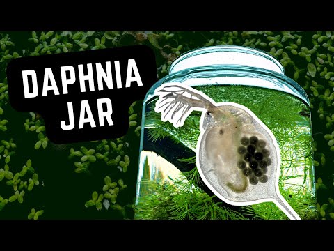 How To Grow Live Food for Guppies 🐟 Daphnia Culture Ecosystem in a Jar #aquarium #guppy #fishtank