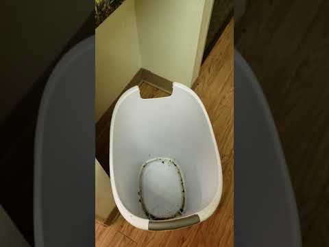 Hometown Studios Review