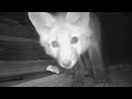 Fox Sister Curious About The Camera