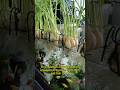 Grow Garlic And Raise Fish In One Tank Easy Aquaponics Idea
