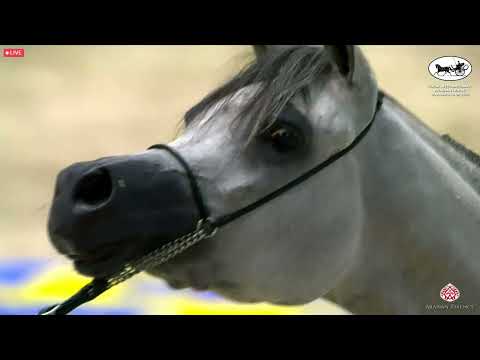 N 53 AL ARYAM BANAFSAJ   Dubai International Arabian Horse Championship 2022   Fillies 3 Years Old C