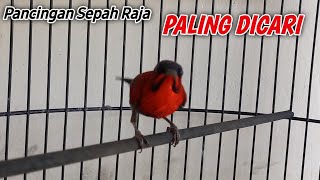 Download lagu Burung kolibri sepah raja gacor, cocok untuk pancingan sepah raja agar bunyi & gacor mp3 Download lagu Burung kolibri sepah raja gacor, cocok untuk pancingan sepah raja agar bunyi & gacor mp3