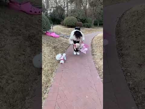 #Teacup Dog #Pomeranian #Pomeranian Shunsuke