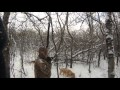 Первый заяц в 2013. Охота с Иваном. Канада. 