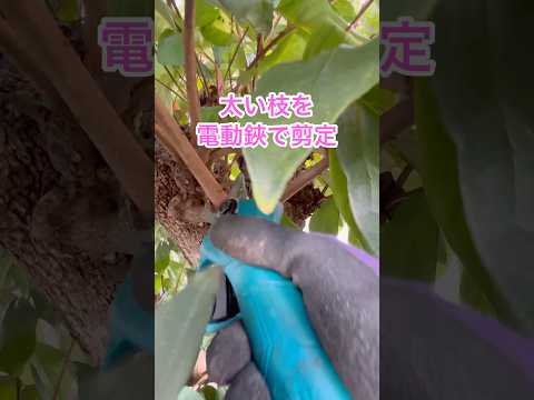 生垣として反対側のレイランドヒノキから隠れるためにすぐに成長する常緑樹