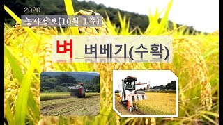 [농사정보] (10월1주)  벼_벼베기(수확)