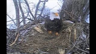 preview picture of video 'Decorah Eagles, 7 Feb. 2015, 13:45'