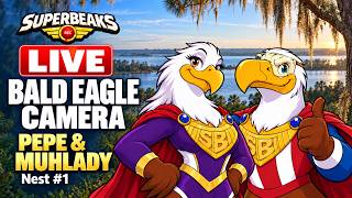 Florida · Eagle Nest Pepe & · Muhlady live stream