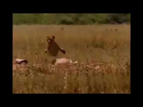Che fare se il marito La beve e odia In uno sharye da esser cifrato da alcool