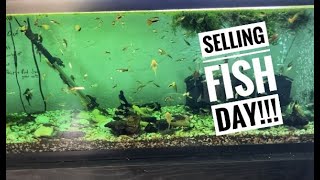 Selling fish to pet store! + Future plans
