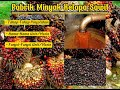 Tahap Tahap Pengolahan TBS Menjadi CPO Dan Kernel Palm Oil